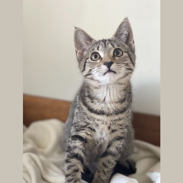 Photo of Mistletoe   Reduced Adoption Fee