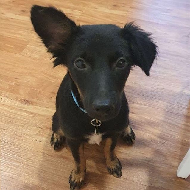 Photo of Zorro