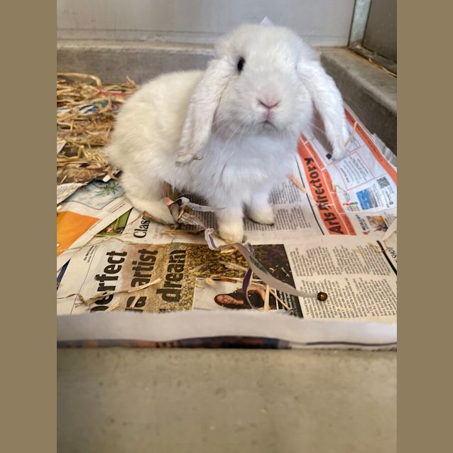 Photo of Snoopa
