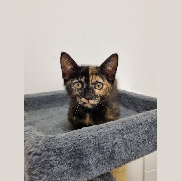 Photo of Taffy
