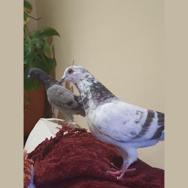 Photo of Jack And Jill