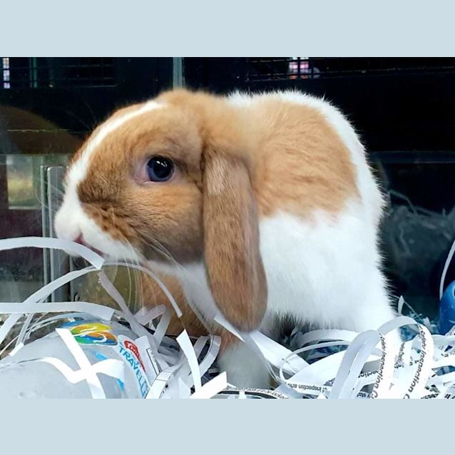 Photo of Bubbles 