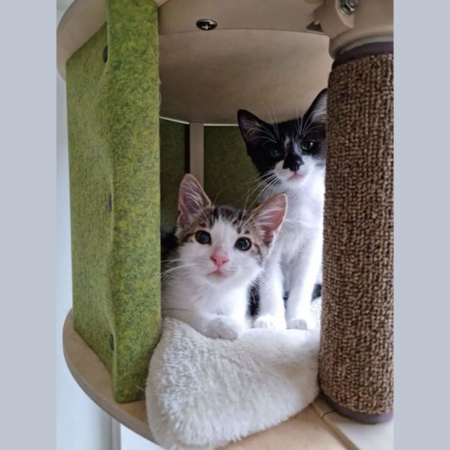 Photo of Daffodil And Daisybelle ❣❣