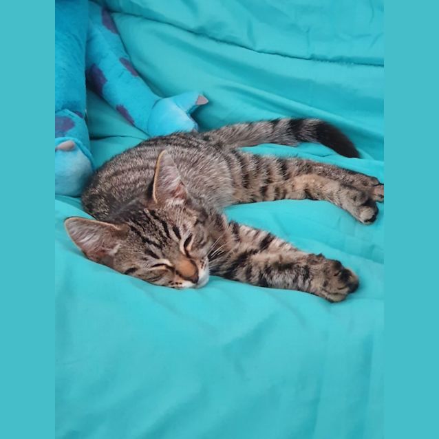 Photo of Samson