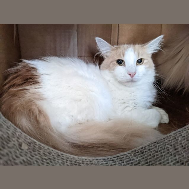 Photo of Cleopatra And Antony   Located In Endeavour Hills 