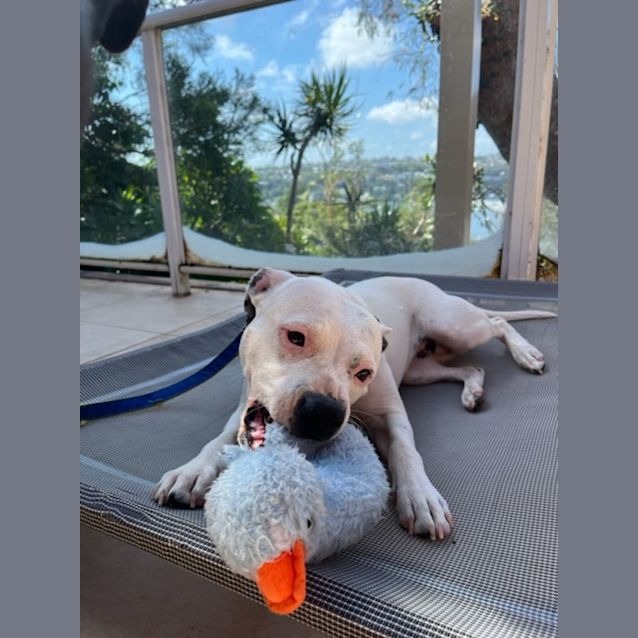 Photo of Rosie 