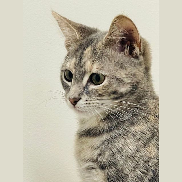 Photo of Viola   Located In Preston