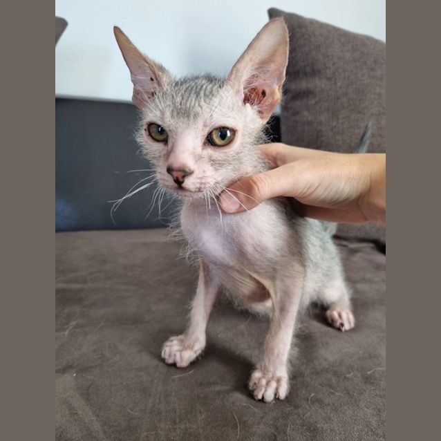 Photo of Gollum