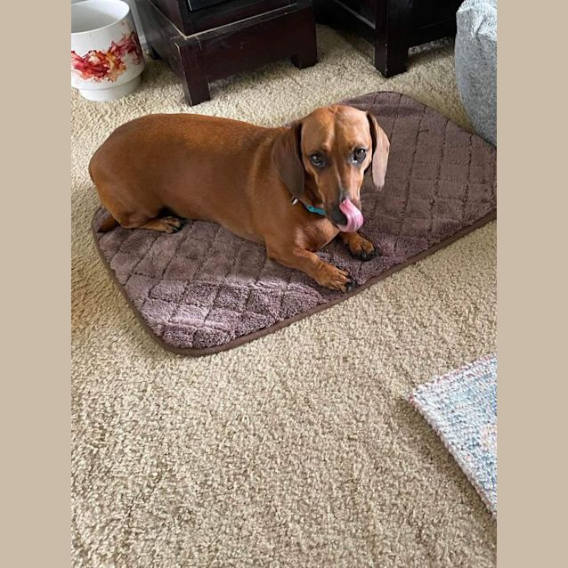 Photo of Daisy Dachshund