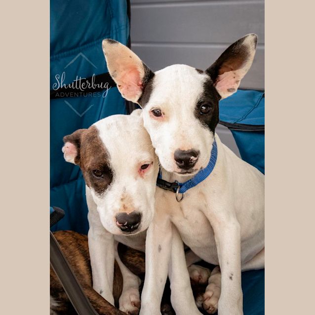 Photo of Buster ~ Staffy X Puppy(on Trial 31/3/22)