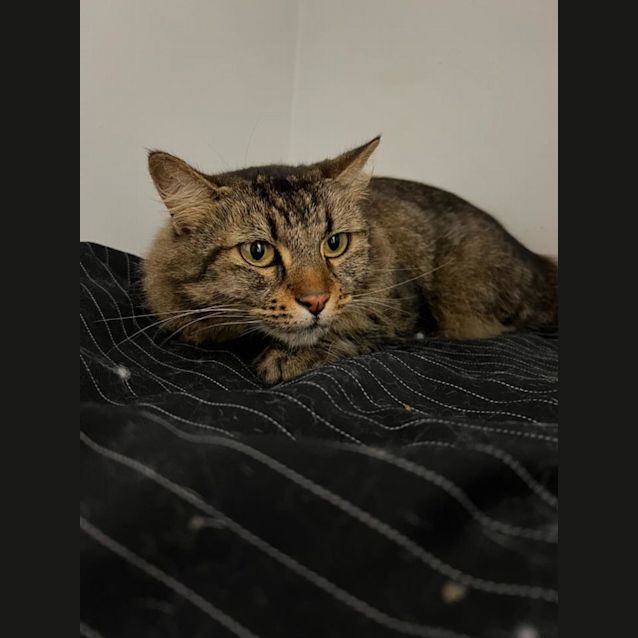 Photo of  Miss Fluffy