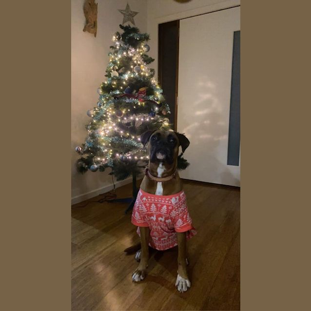 Photo of Cujo