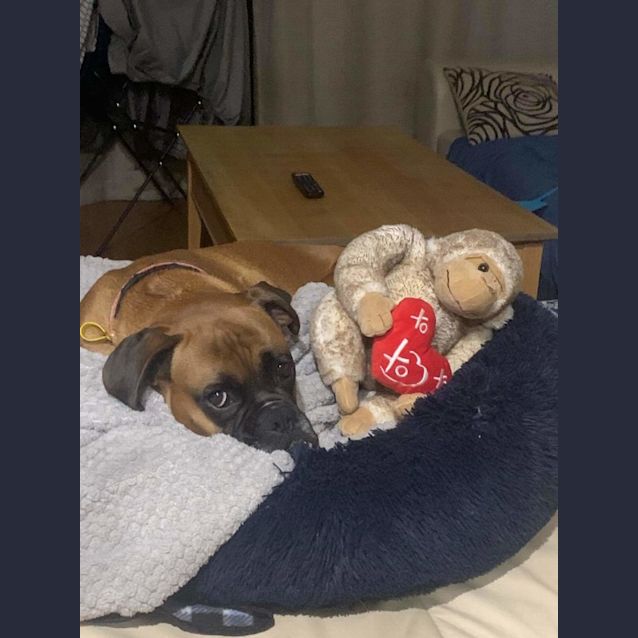Photo of Cujo