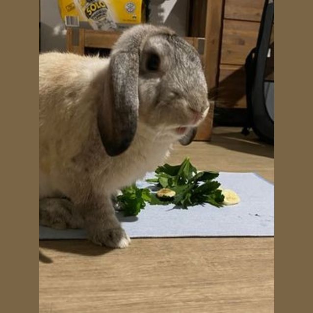 Photo of Banjo