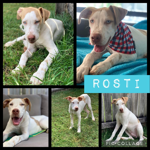 Photo of Rosti