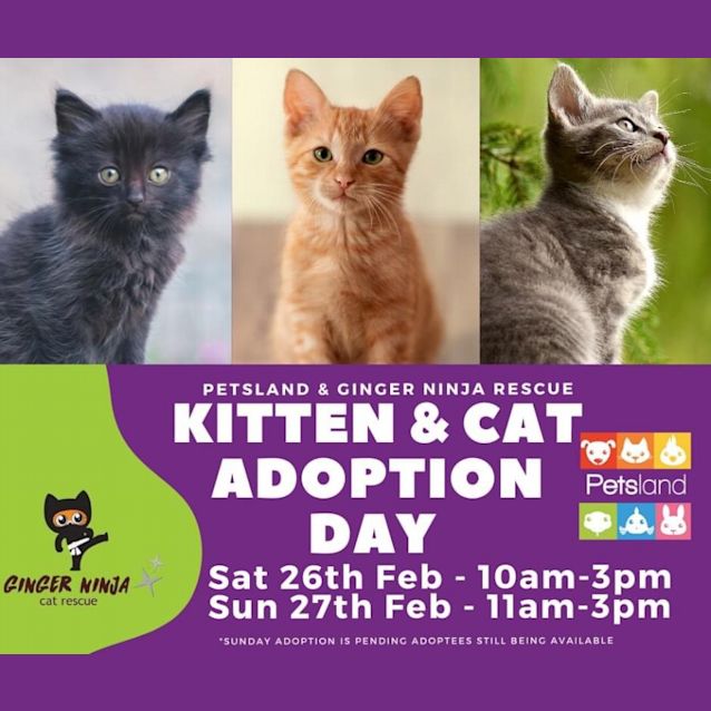 Photo of Adoption Day This Saturday!