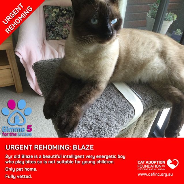 Photo of Blaze