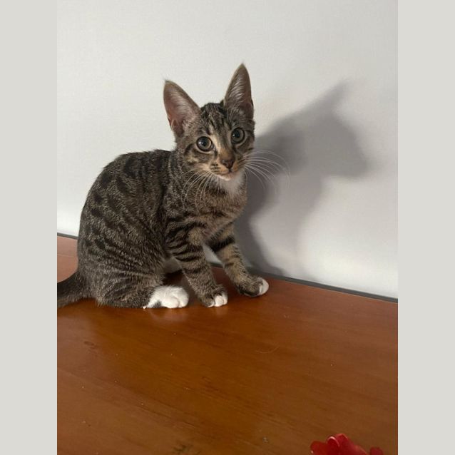 Photo of Minerva 