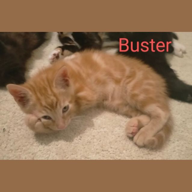 Photo of Buster