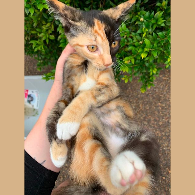 Photo of Little Lotte 