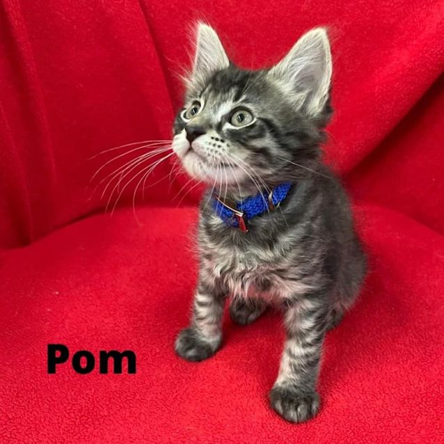 Photo of Pom