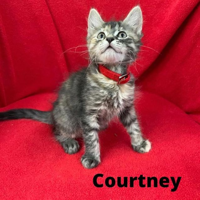 Photo of Courtney 