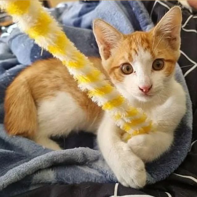 Photo of Sunny (Located In Bundoora)