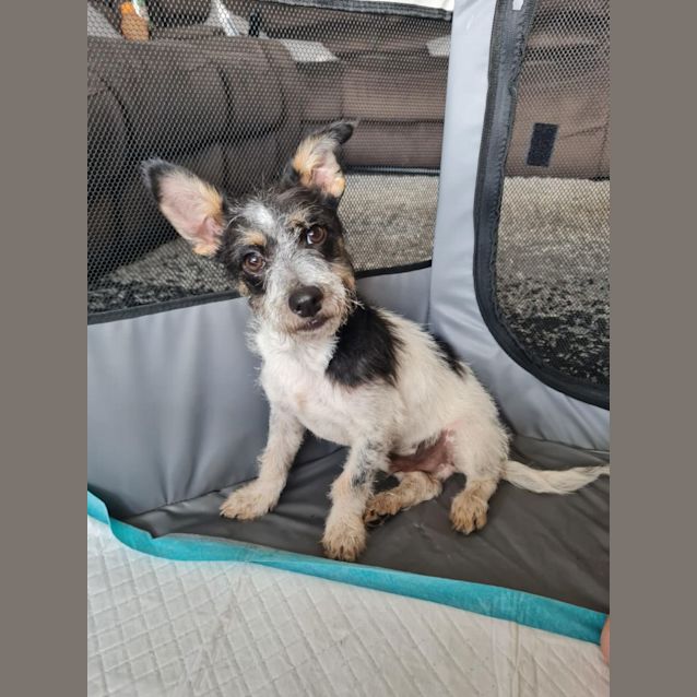 Photo of Tux ~ Terrier X Puppy