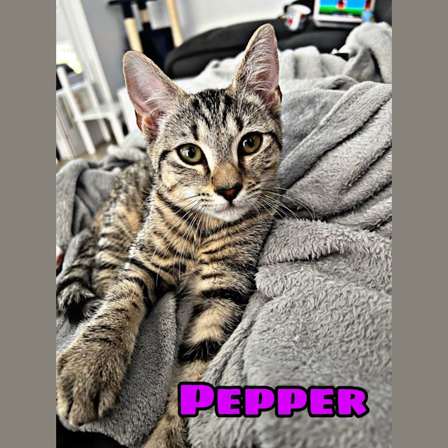 Photo of Thomas And Pepper