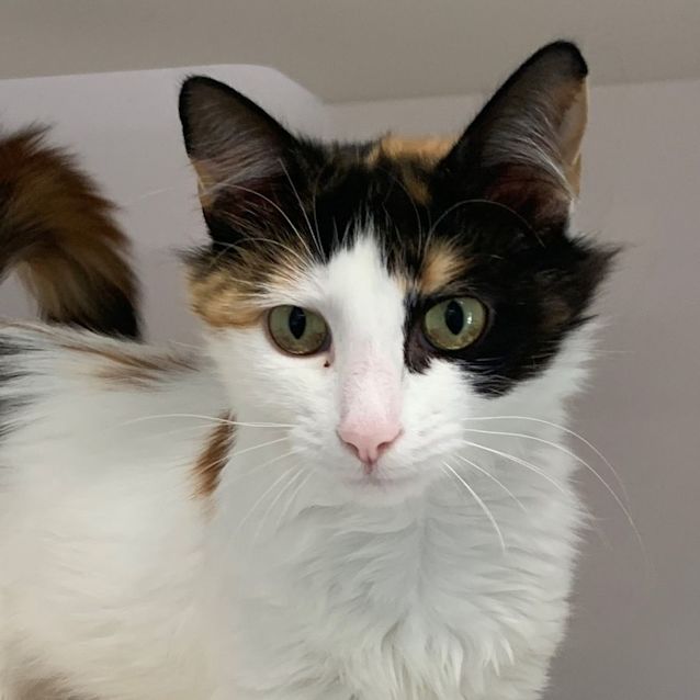 Photo of Sweet Pea Sua009613