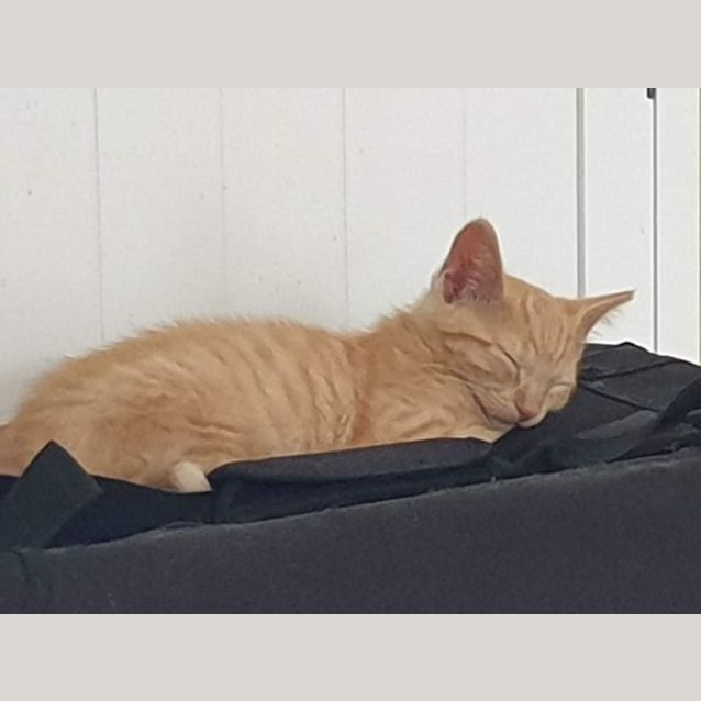 Photo of Rusty