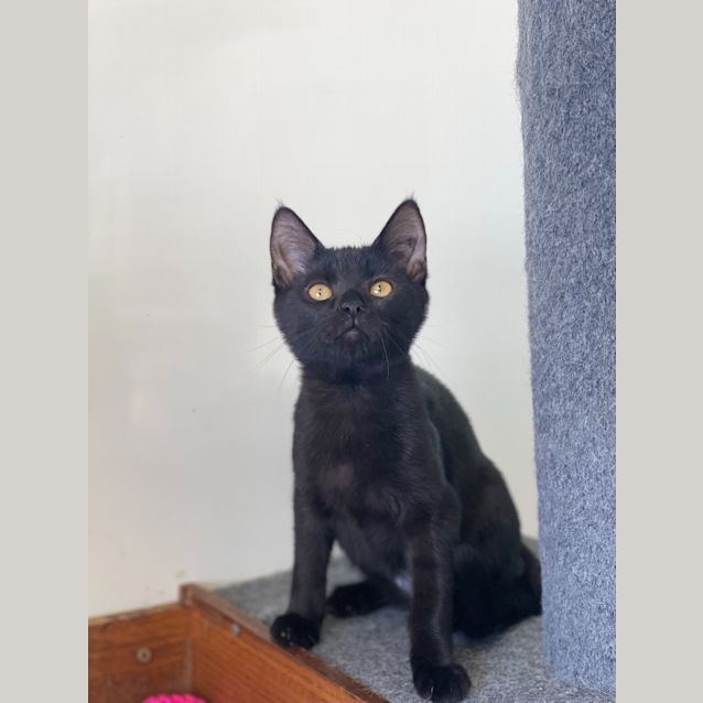 Photo of Jinx