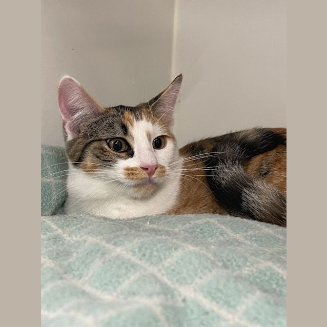 Photo of Starlight   Reduced Adoption Fee