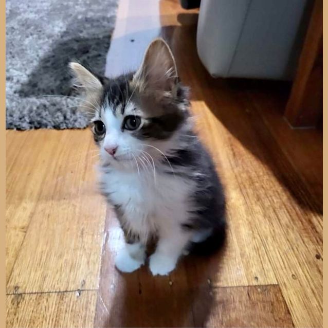 Photo of Speedy