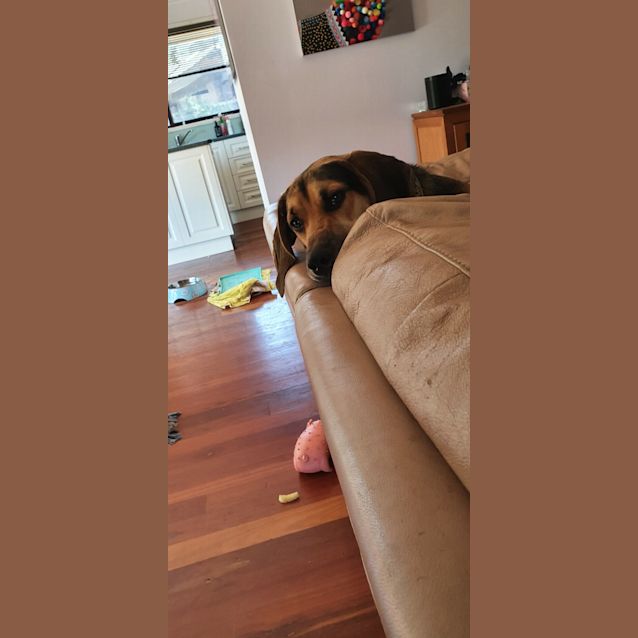 Photo of Cooper