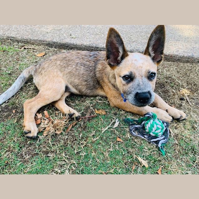 Photo of Tyrion ~ Cattle X Puppy(on Trial 25/3/22)