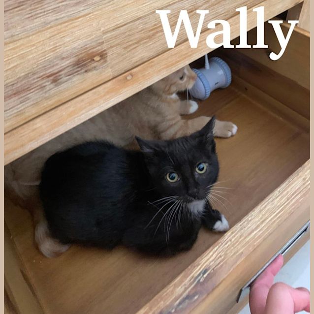 Photo of Wally 