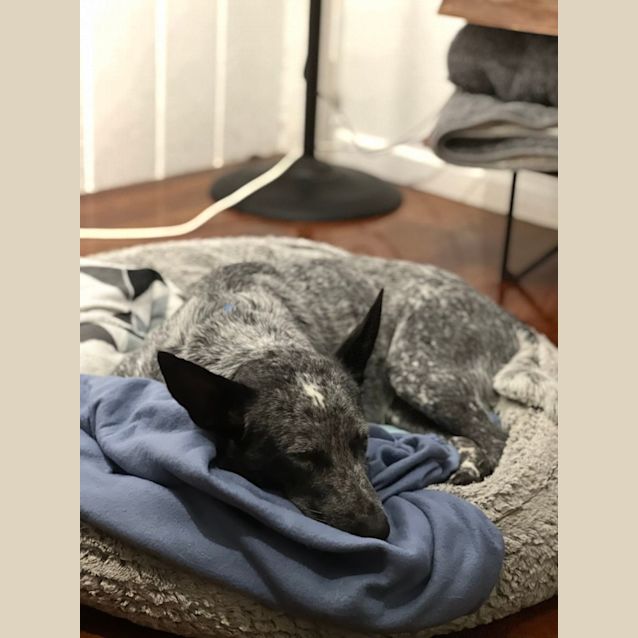 Photo of Scottie 