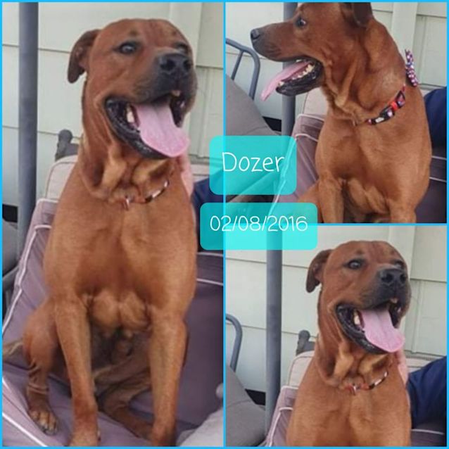 Photo of Dozer