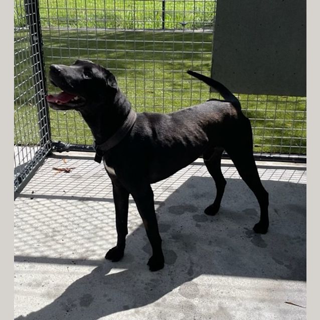 Photo of D733 Sammy Aka Smooch