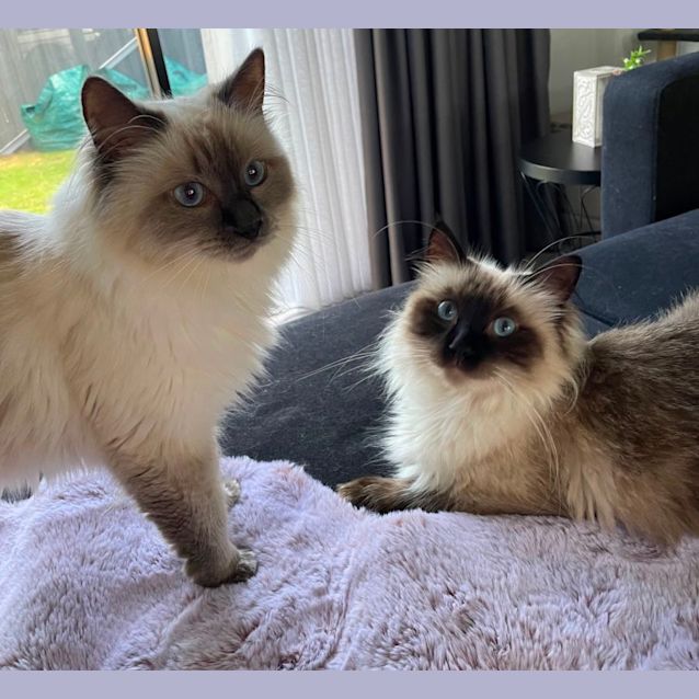 Photo of Tiki & Missy