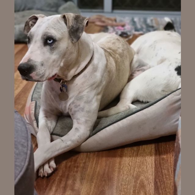 Photo of Ella ~ 2yr Old Great Dane X(on Trial 18/4/22)