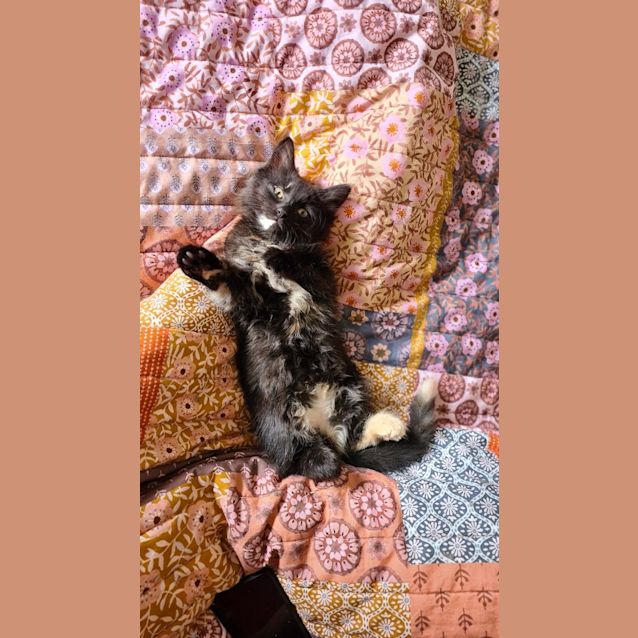 Photo of Firefly Dan