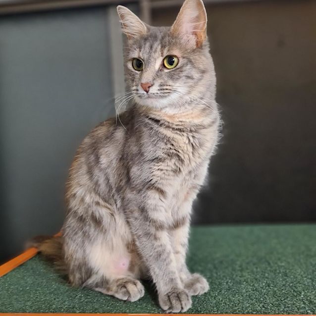 Photo of Smokey & Firefly