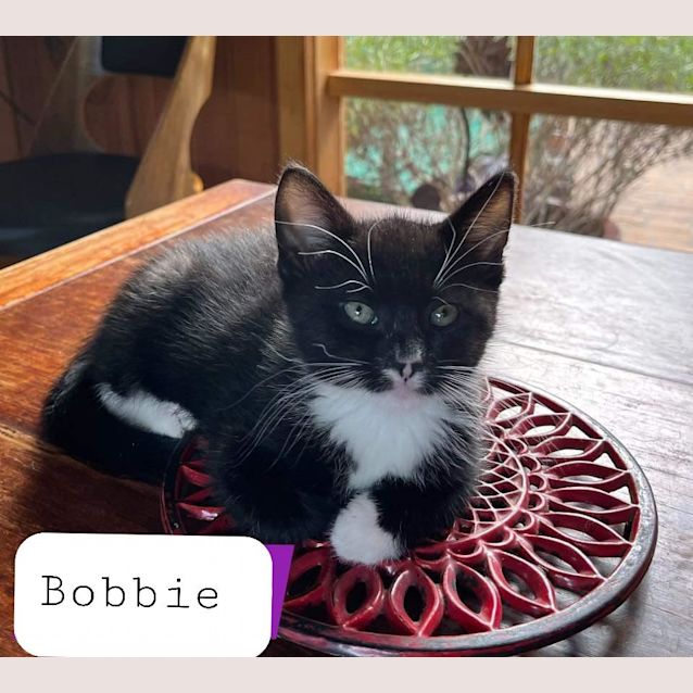 Photo of Bobbie