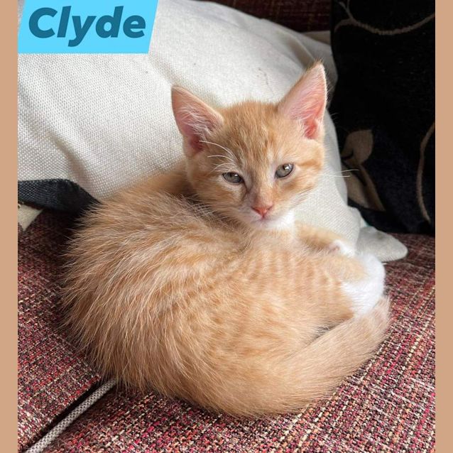 Photo of Clyde