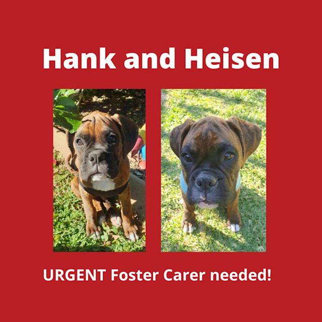 Photo of Hank & Heisen