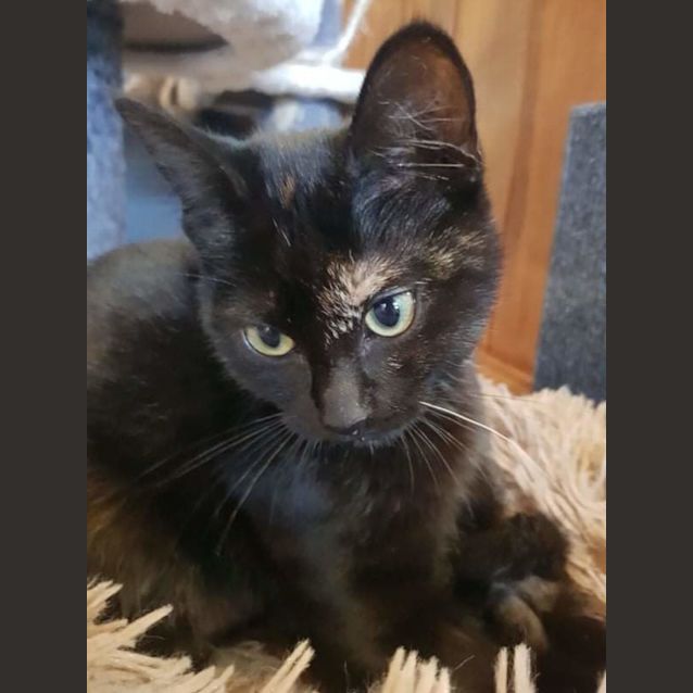 Photo of Midnight