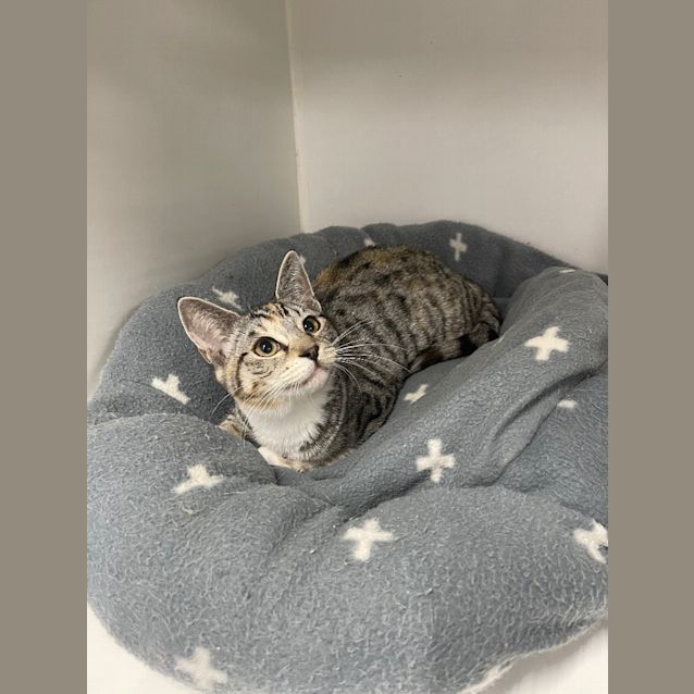 Photo of Sixpence