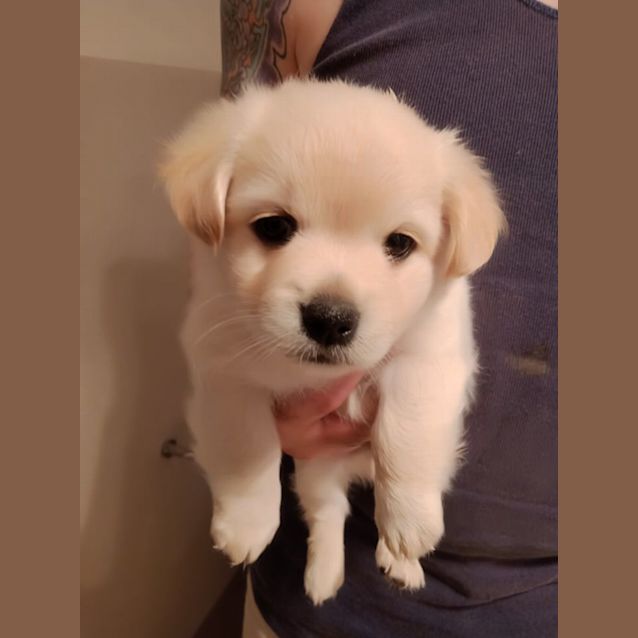 Photo of Banjo